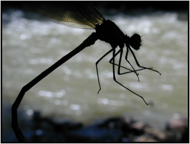 insect: dragonfly : s-FishingApril2000_67.jpg
