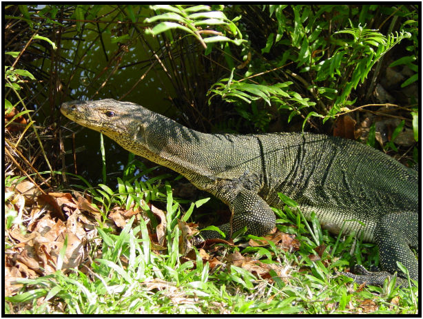 animal: lizard : s-dsc011404.jpg