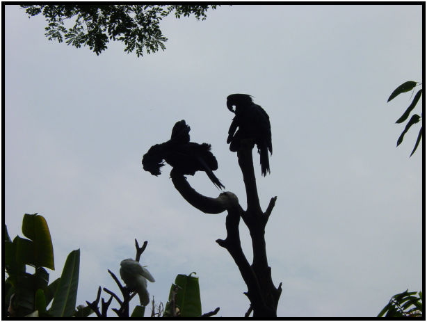 place: Singapore: Jurong Bird Park : s-dsc011429.jpg