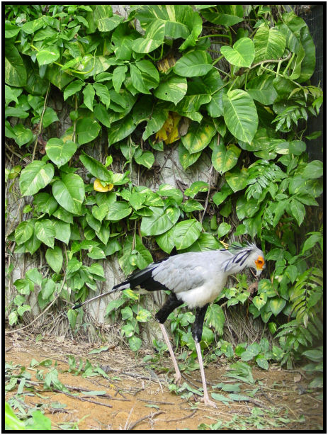 place: Singapore: Jurong Bird Park : s-dsc011466.jpg