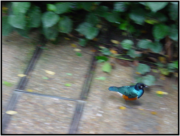 place: Singapore: Jurong Bird Park : s-dsc011497.jpg