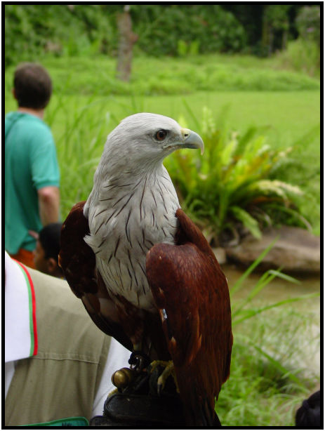 place: Singapore: Jurong Bird Park : s-dsc011529.jpg