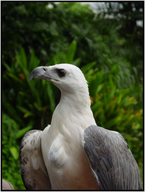 place: Singapore: Jurong Bird Park : s-dsc011530.jpg