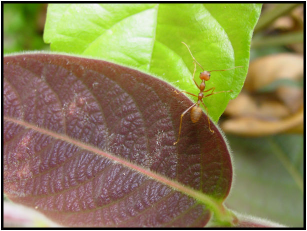 insect: ant : s-dsc011782.jpg