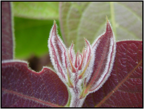 flora: leaf : s-dsc011783.jpg