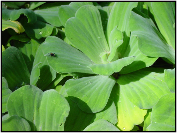flora: leaf : s-dsc010628.jpg