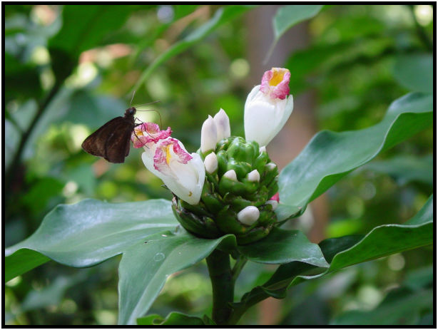 flora: flower: unknown flower : s-dsc010634.jpg