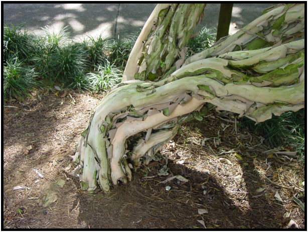 flora: tree: unknown tree : s-dsc010660.jpg