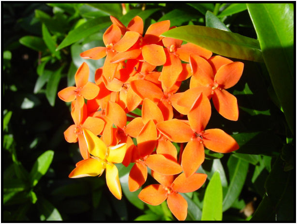 flora: flower: unknown flower : s-dsc010662.jpg