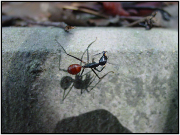 insect: ant : s-dsc011265.jpg