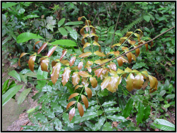 flora: leaf : s-dsc011299.jpg