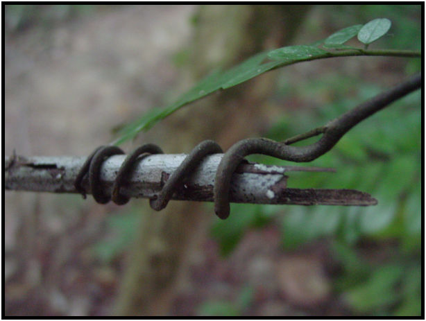flora: tree: branch : s-dsc011308.jpg
