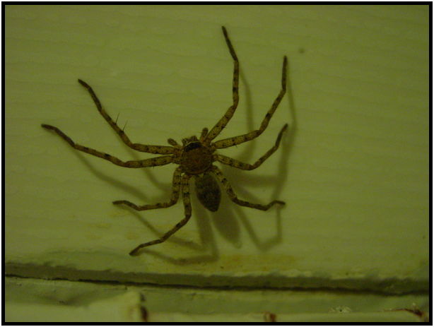 insect: spider : s-dsc010773.jpg
