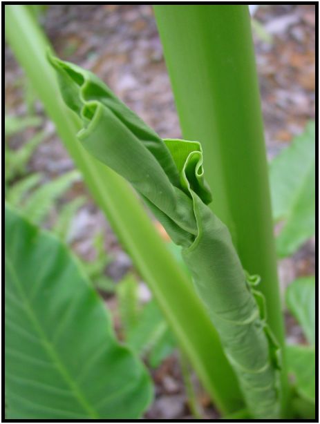 flora: leaf : s-dsc012033.jpg