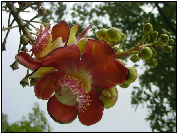 flora: flower: unknown flower : s-dsc012079.jpg
