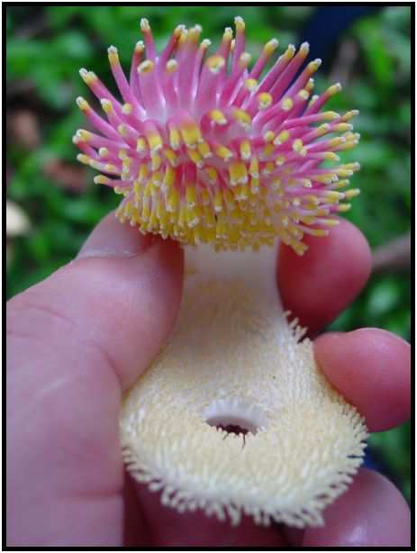 flora: flower: unknown flower : s-dsc012080.jpg