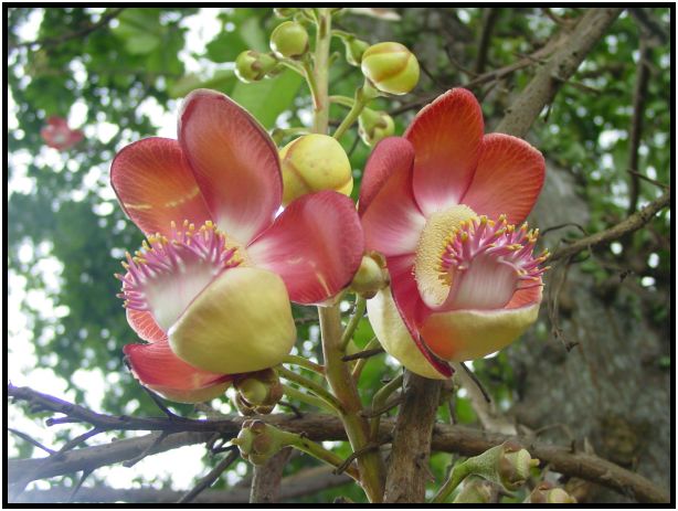 flora: flower: unknown flower : s-dsc012081.jpg