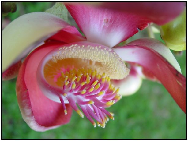 flora: flower: unknown flower : s-dsc012082.jpg