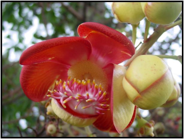 flora: flower: unknown flower : s-dsc012083.jpg