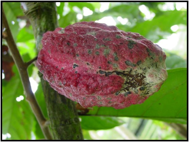 flora: fruit: unknown fruit : s-dsc011898.jpg