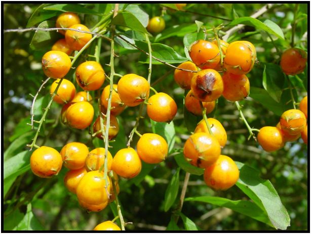 flora: fruit: unknown fruit : s-dsc011911.jpg