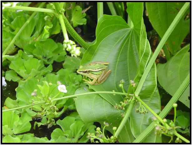 animal: frog : s-dsc011912.jpg