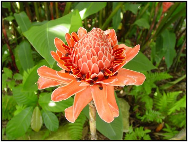 flora: flower: unknown flower : s-dsc011916.jpg