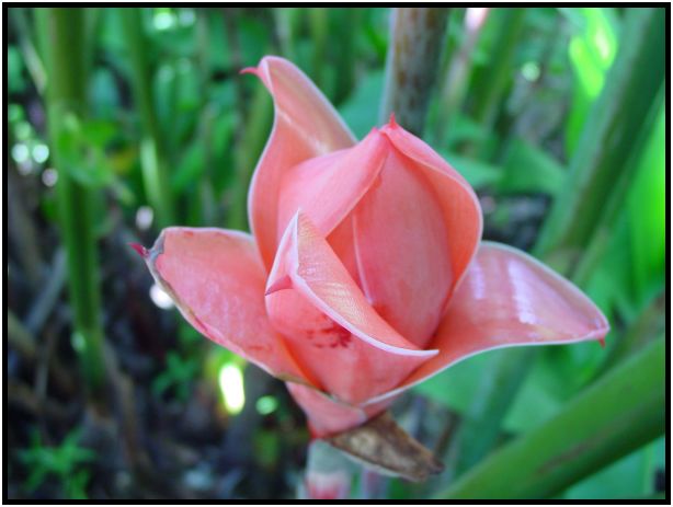 flora: flower: unknown flower : s-dsc011919.jpg
