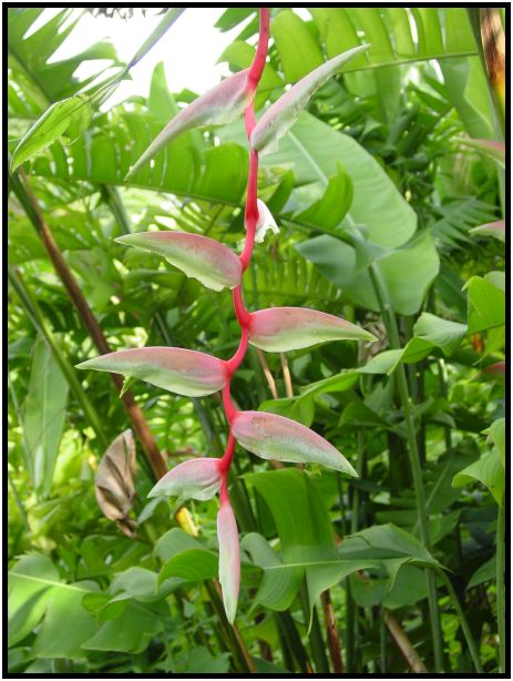 flora: flower: unknown flower : s-dsc011927.jpg