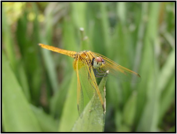 insect: dragonfly : s-dsc011942.jpg