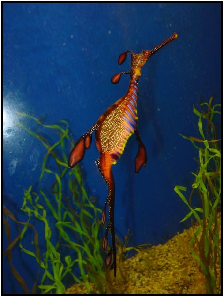 animal: sea dragon : s-dsc011876.jpg
