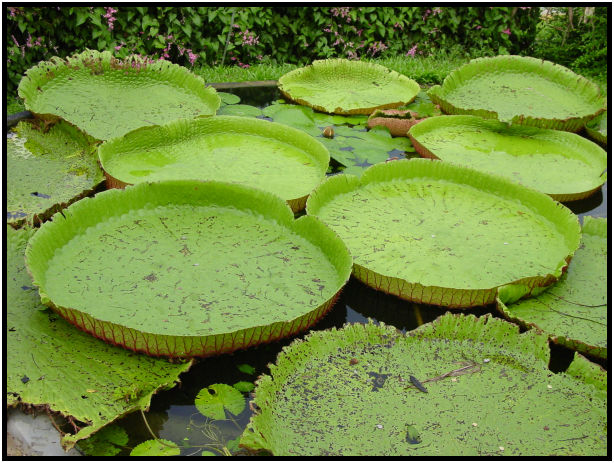 flora: leaf : s-dsc010873.jpg