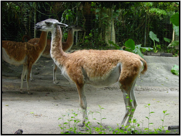 animal: lama : s-dsc010886.jpg