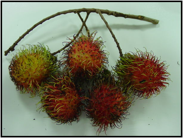 flora: fruit: rambutan : s-dsc010247.jpg