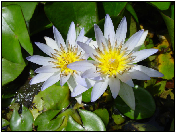 flora: flower: unknown flower : s-dsc011237.jpg