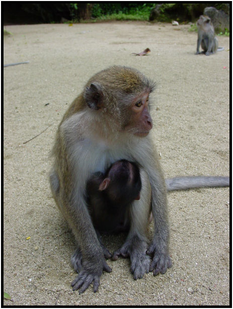 animal: monkey : s-dsc011576.jpg