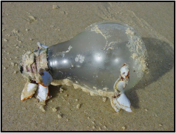 object: shell : s-when_it_gets_dark_in_water....jpg