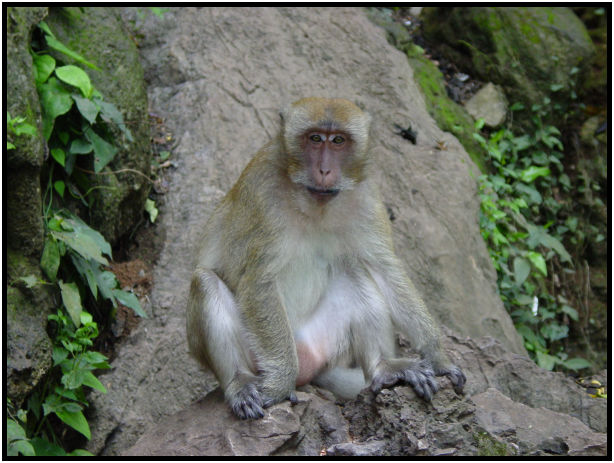 animal: monkey : s-dsc010470.jpg