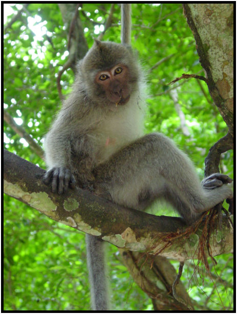 animal: monkey : s-dsc010476.jpg