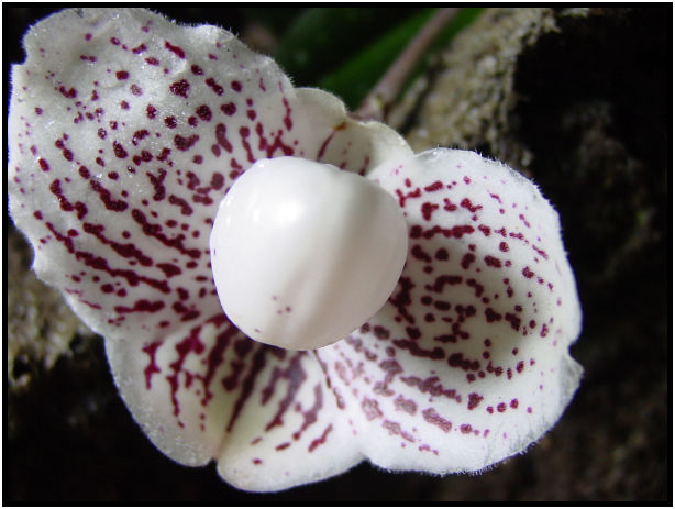 flora: flower: unknown flower : s-dsc010517.jpg