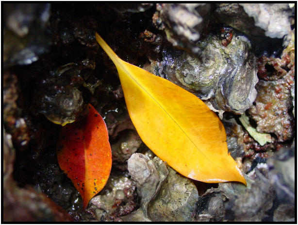 object: shell : s-dsc010531.jpg