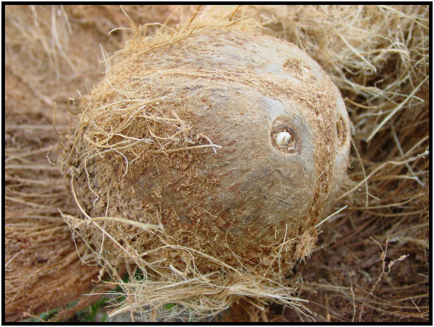 flora: fruit: coconut : s-dsc010326.jpg