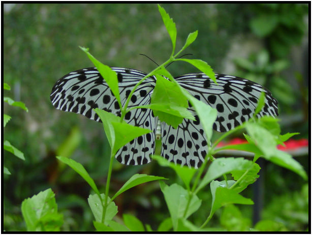 insect: butterfly : s-dsc010405.jpg