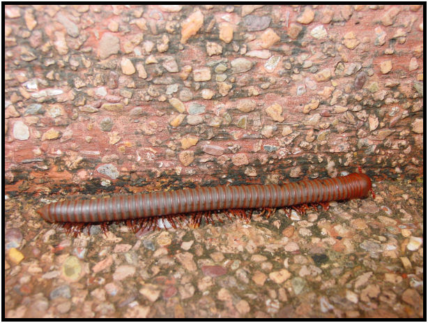 insect: warm : s-dsc010360.jpg