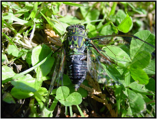 insect: cicada : s-dsc012169.jpg