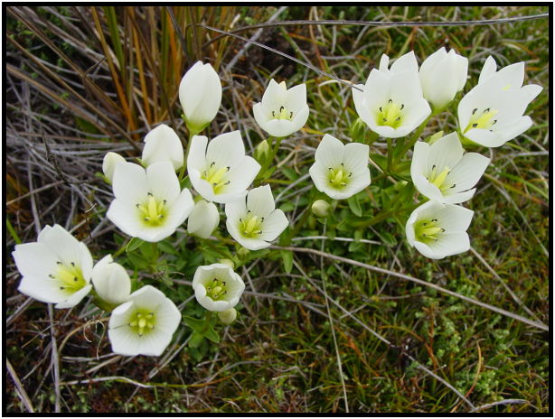 place: New Zealand: Arthur's Pass : s-dsc012206.jpg