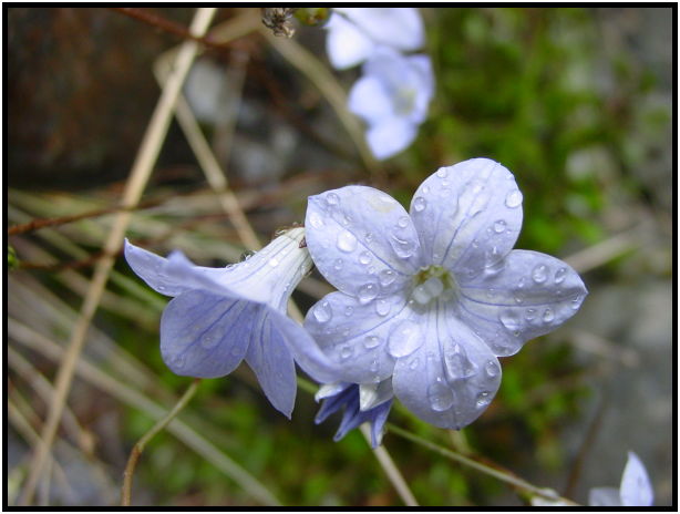 site: water: water droplet : s-dsc012208.jpg