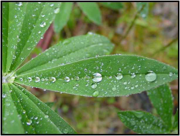 site: water: water droplet : s-dsc012217.jpg
