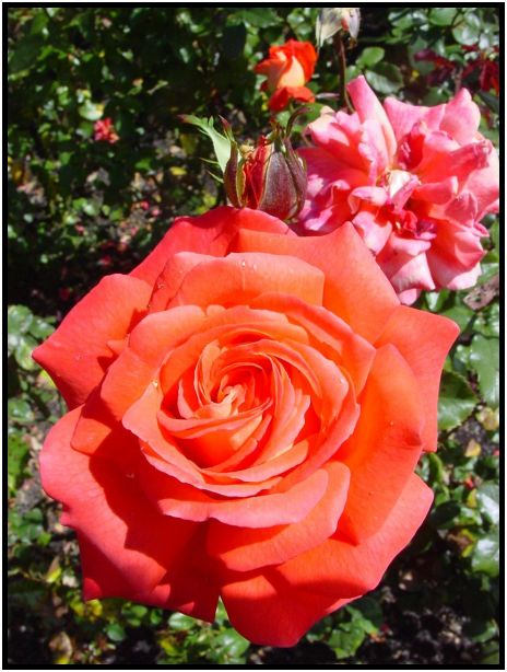 flora: flower: unknown flower : s-dsc012116.jpg