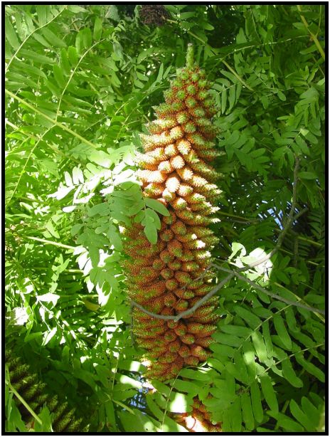 flora: fruit: unknown fruit : s-dsc012123.jpg